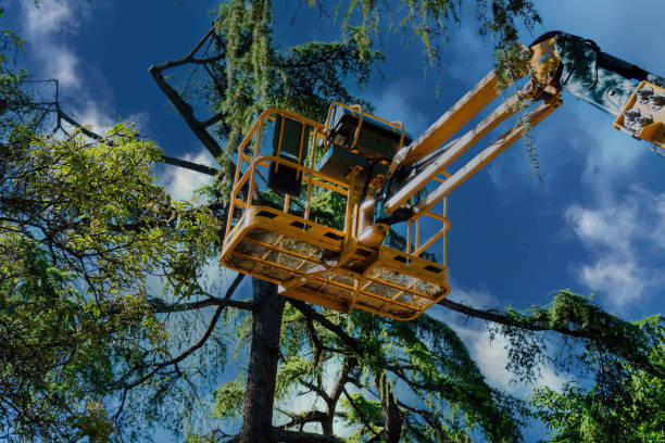 How Our Tree Care Process Works  in Collinsville, CT