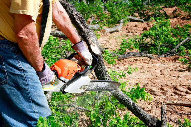 Professional Tree Services in Collinsville, CT